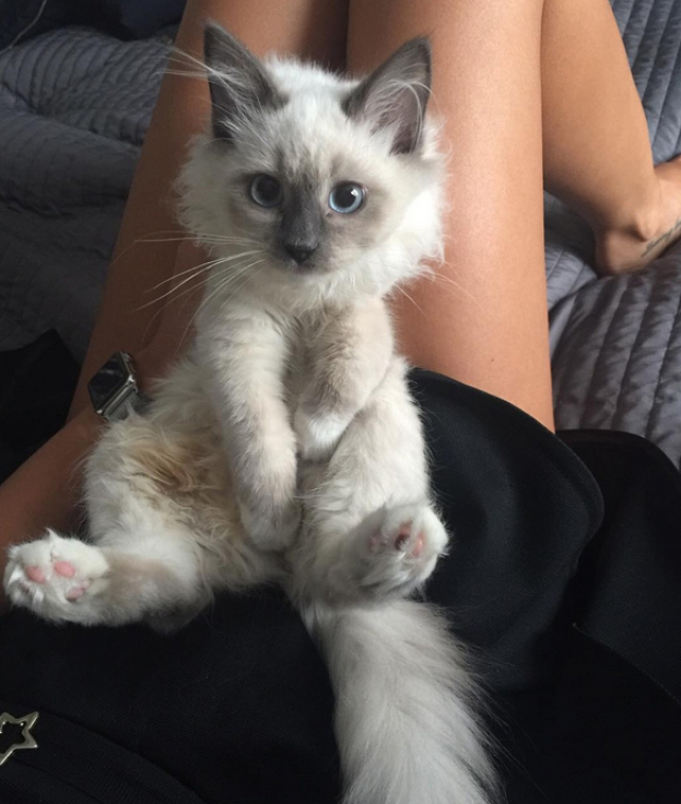 Natalia Siwiec dostała rasowego kota na Gwiazdkę (ZDJĘCIA)